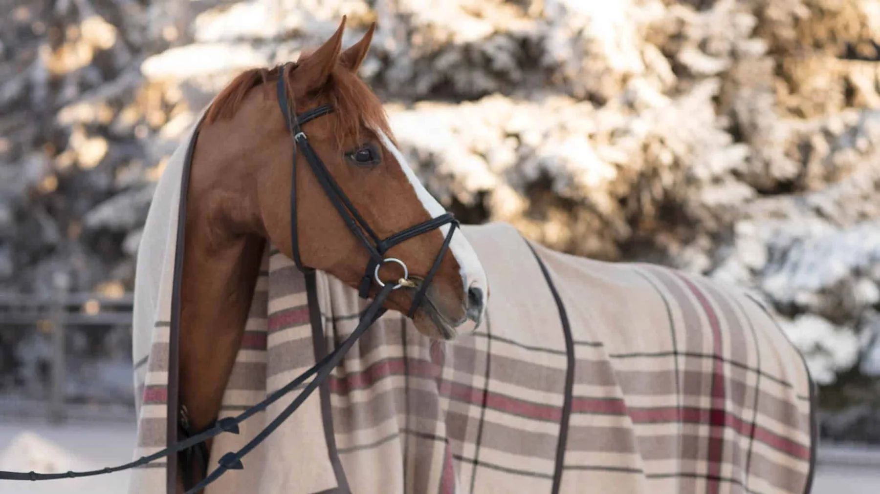 Finnish Equestrian Company
